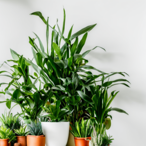 Plants Indoor