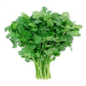 CORIANDER BUNCH