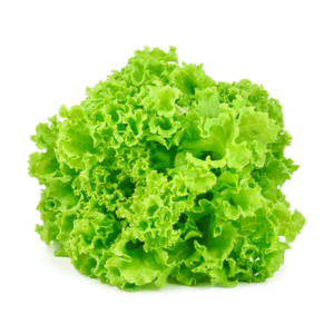 LETTUCE ICEBERG