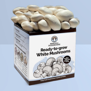 MUSHROOM BAG 3.99
