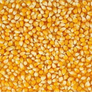 SWEET CORN 2 FOR $ 3