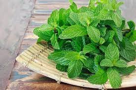 Mint