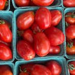 NZ CAMPARI TOMATO