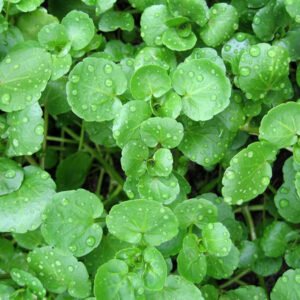 watercress