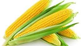 SWEET CORN