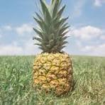 PINEAPPLE